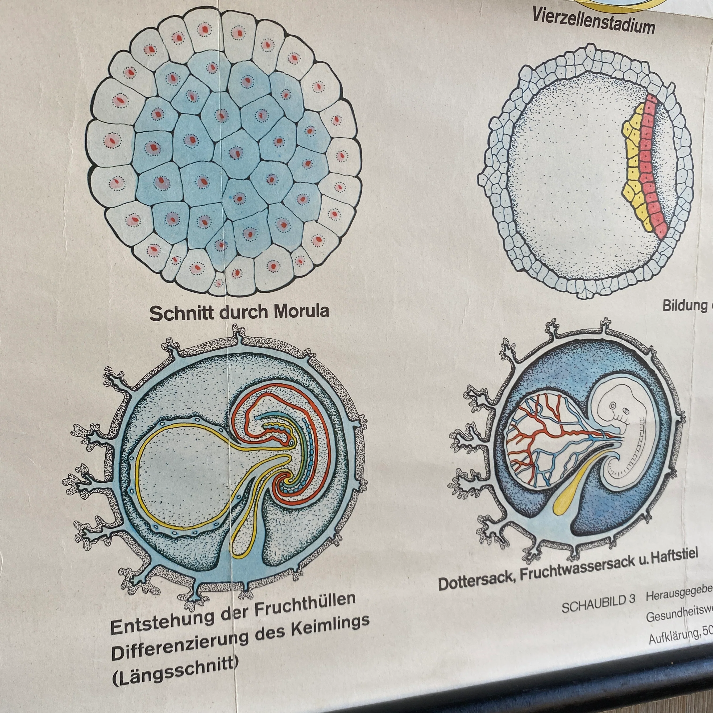 Schulkarte Beiträge zur Geschlechtserziehung Befruchtung Biologie Lehrkarte gebraucht - Image 7
