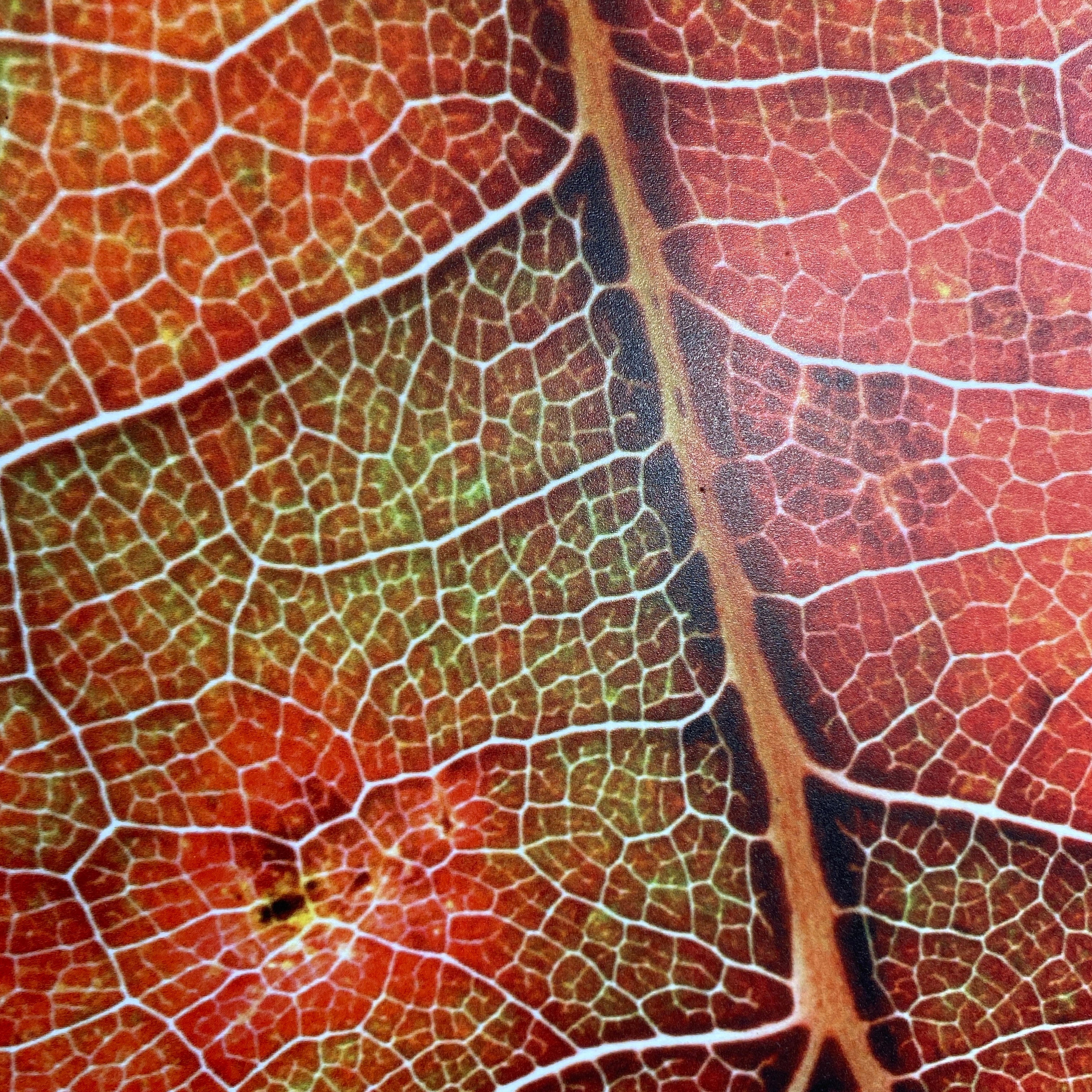 Wandbild gebraucht Herbstblatt Fotodruck Natur Holz Rahmen - Image 3